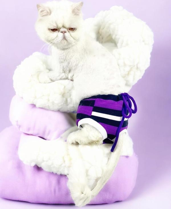 Cat Modern Purp Kedi İç Çamaşırı Regl Külot Don (XSmall / 1 -1,5 kg)  - Image 1
