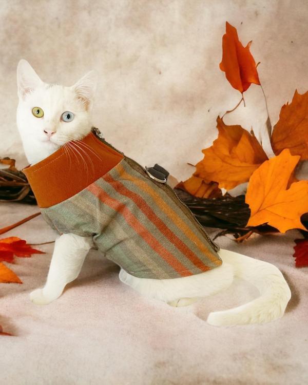 Stripe Orange Su itici Kedi Yağmurluğu  - Image 1