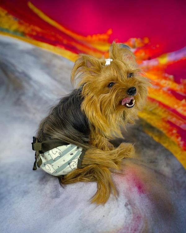 My Elephant Kemique's Secret Köpek İç Çamaşırı Regl Külot Don - Image 1