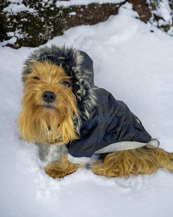 Black Navy Comfie Köpek Montu, Köpek Ceketi, Köpek Dış Giyim - Image 1