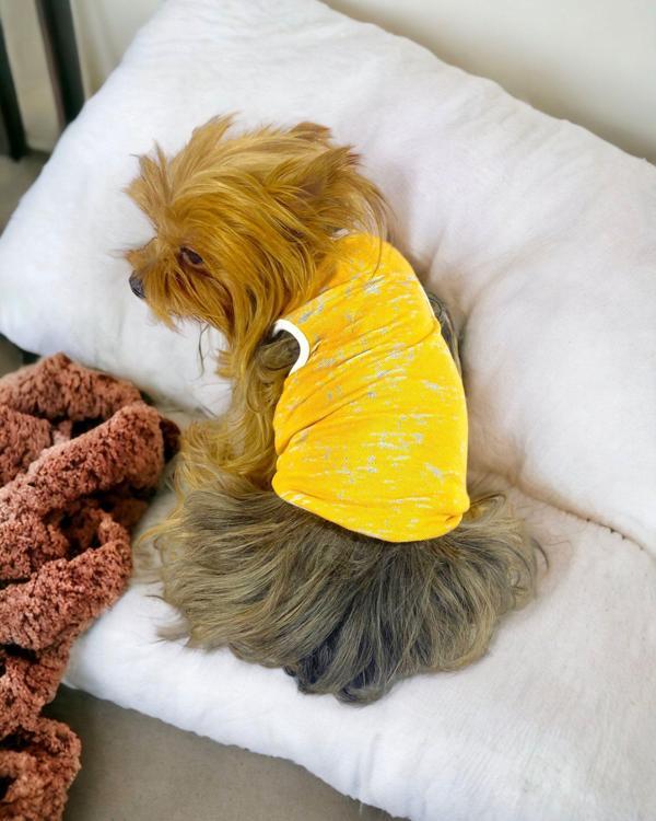 Orange Stripe Atlet Köpek Kıyafeti  Köpek Elbisesi - Image 1