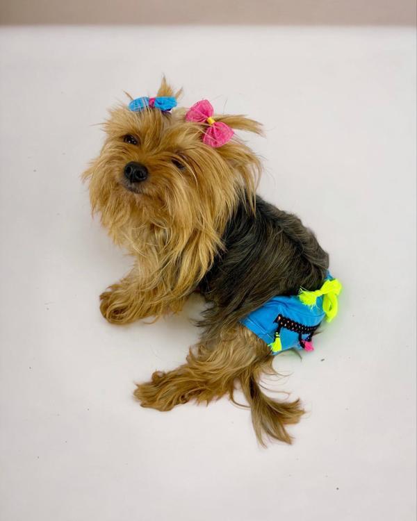 Blue Tufty Kemique's Secret Köpek İç Çamaşırı Regl Külot Don - Image 1