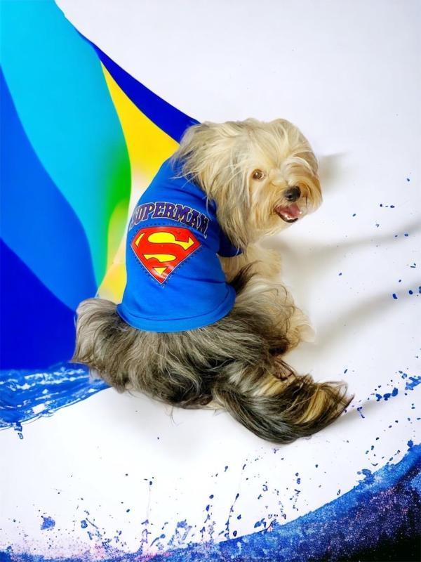 Superman Köpek Tişört Köpek Kıyafeti - Image 1