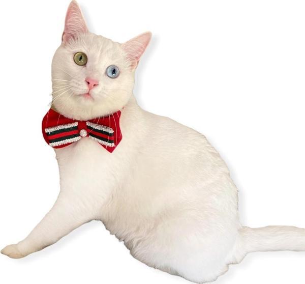GC Silver Yılbaşı Kedi Papyonu - Image 1