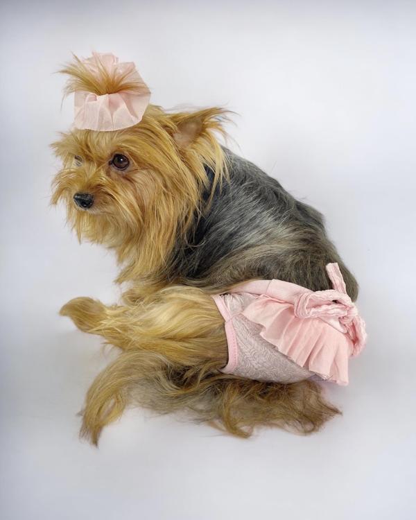 Rosie Rose Kemique's Secret Köpek İç Çamaşırı Regl Külot Don - Image 1