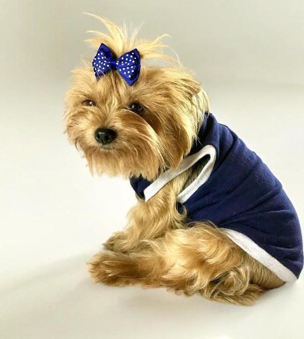Navy Sports Atlet Köpek Kıyafeti  Köpek Elbisesi - Image 1