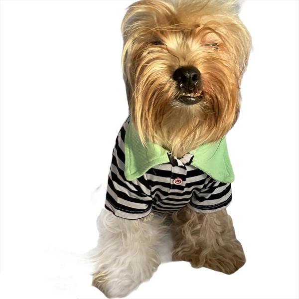 Grass Hopper Stripe Polo Yaka Tişört Köpek Kıyafeti Köpek Elbisesi - Image 1