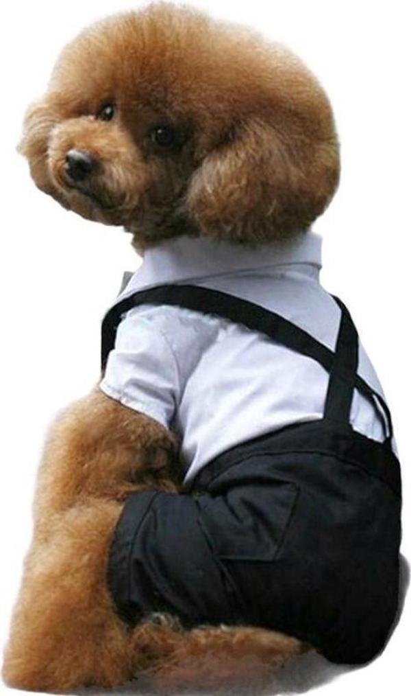 Tuxedo Smokin Köpek Kıyafeti Damatlık - Image 1