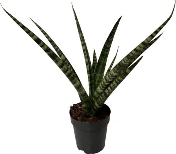 Sansevieria 'Silver Steel' (Paşa Kılıcı) - Image 1