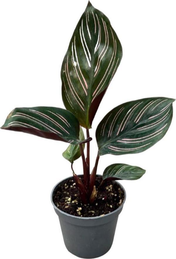 Calathea Ornata 'Sanderiana' (Dua Çiçeği) - Image 1