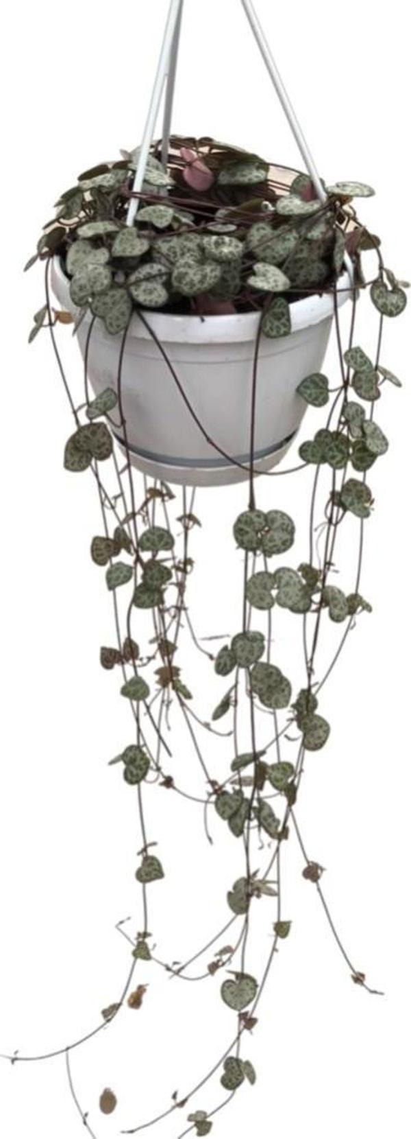 Ceropegia Woodii (Kalp Kalbe Karşı Çiçeği) - Image 1