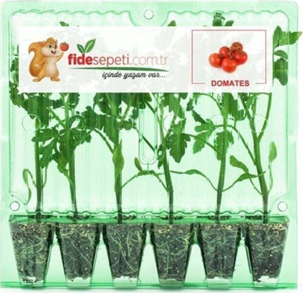 Fide Sepeti Oturak Domates Fidesi (6Lı Ambalaj) - Image 1
