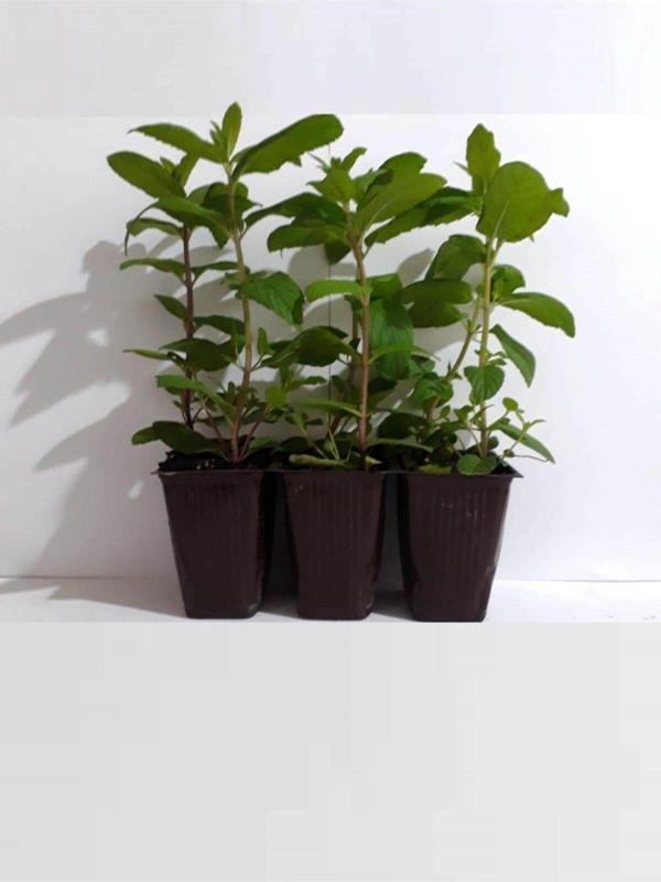 Fide Sepeti Nane Fidesi (3Lü Ambalaj) - Image 1