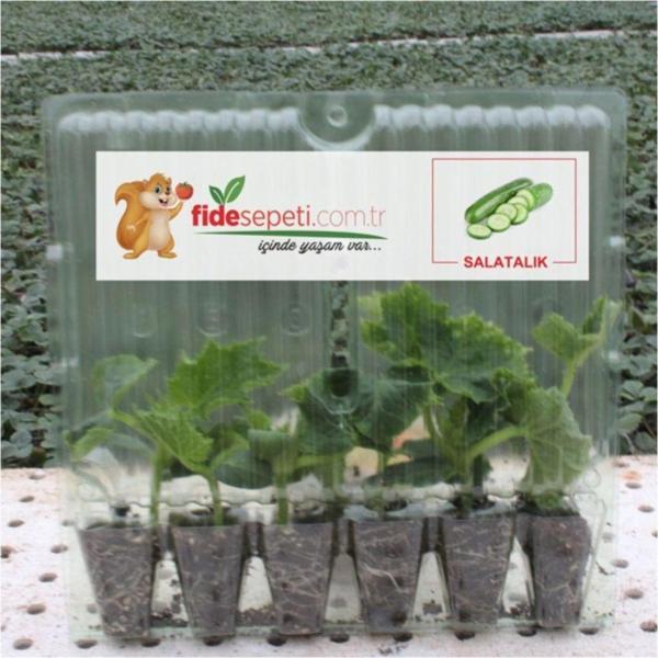 Fide Sepeti Fide Sepeti Salatalık Fidesi (6Lı Ambalaj) - Image 1