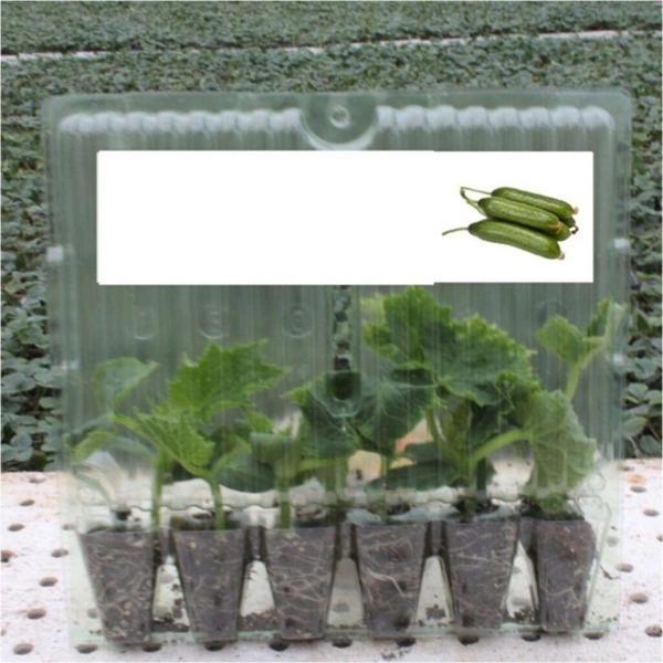 Fide Sepeti - Silor Salatalık Fidesi (6Lı Ambalaj) - Image 1