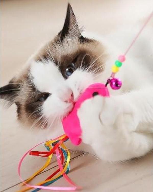 Balıklı Kedi Oyun Oltası - Image 1