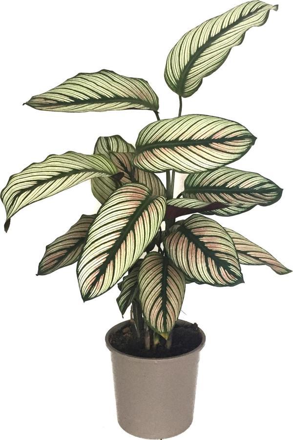Calathea 'White Star' (Dua Çiçeği) - Image 1