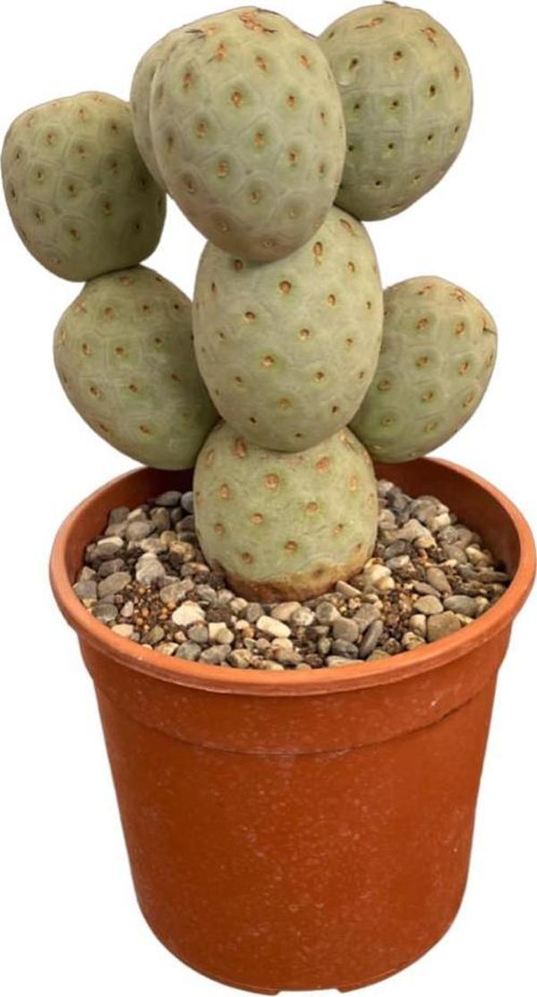 Tephrocactus Geometricus (Kaktüs) - Image 1