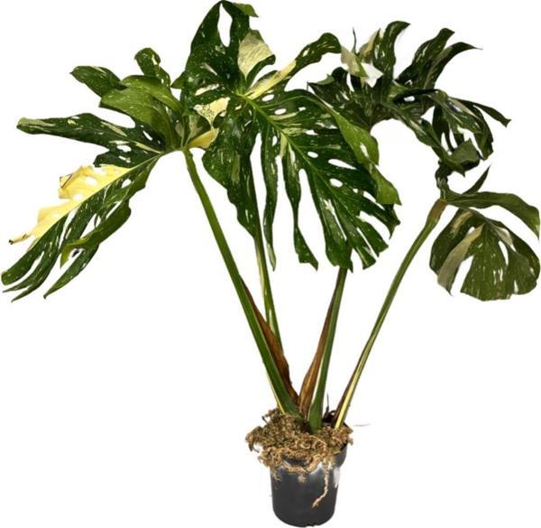 Monstera Deliciosa 'Thai Constellation' (Deve Tabanı) - Image 1
