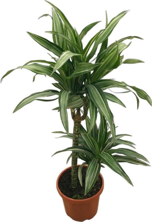 Dracaena Fragrans 'Warneckei' - Image 1