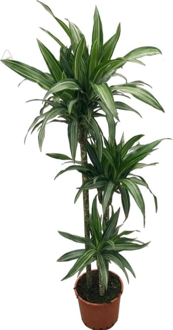 Dracaena Fragrans 'Warneckei' - Image 1