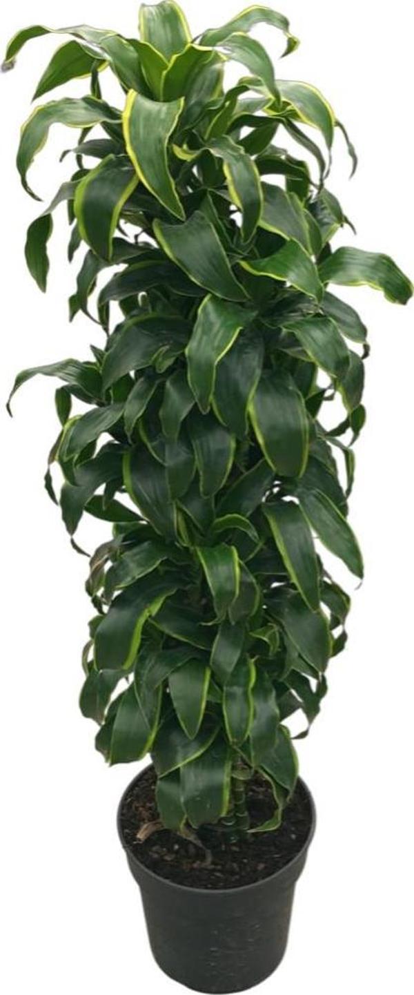 Dracaena Fragrans 'Dorado' - Image 1