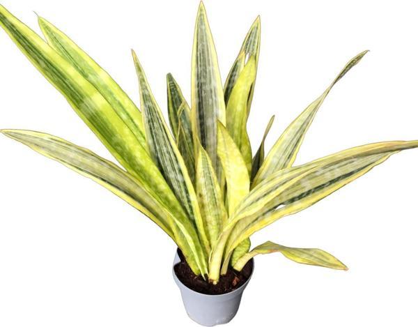 Sansevieria Trifasciata 'Lauren' (Paşa Kılıcı) - Image 1
