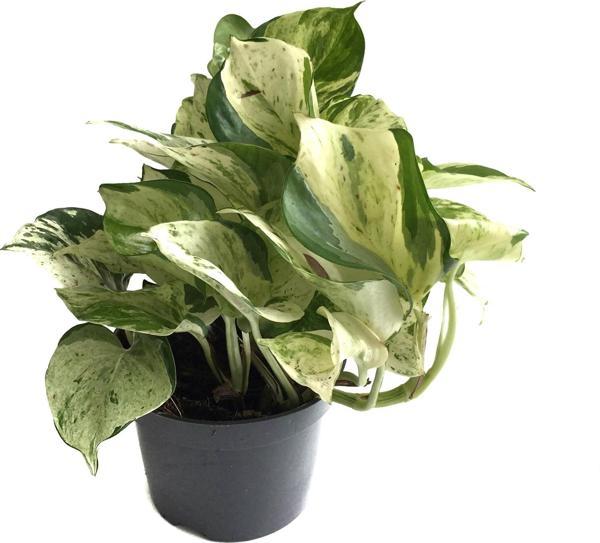 Epipremnum 'Marble Queen' (Salon Sarmaşığı) - Image 1
