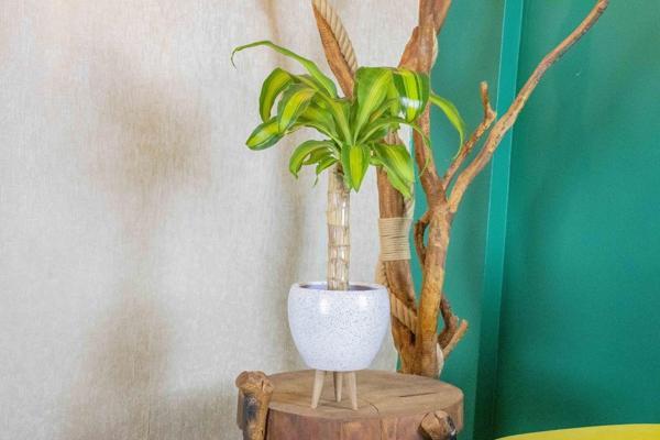 3 Ayaklı Beyaz Granit Terracota Toprak Saksıda Massengena Salon Bitkisi - Image 1