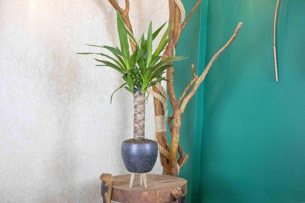 3 Ayaklı Gri Granit Terrakota Toprak Saksıda Yuka Salon Bitkisi - Image 1