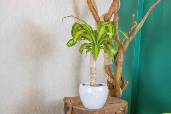 Beyaz Granit Terracota Toprak Saksıda Massengena Salon Bitkisi - Image 1