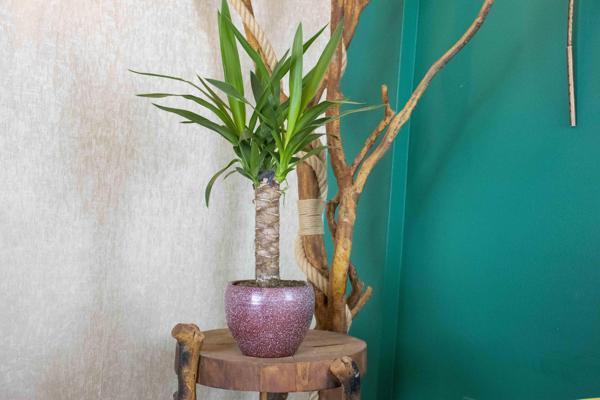 Bordo Granit Terracota Toprak Saksıda Yuka Salon Bitkisi - Image 1