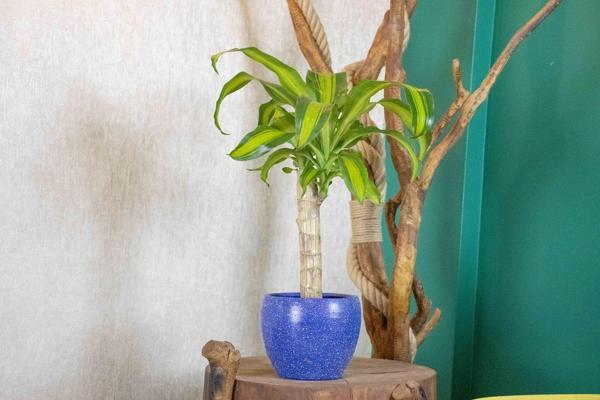 Lacivert Granit Terracota Toprak Saksıda Massengena Salon Bitkisi - Image 1
