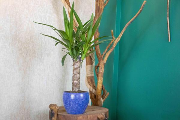 Lacivert Granit Terracota Toprak Saksıda Yuka Salon Bitkisi - Image 1