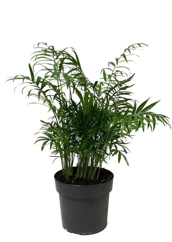 Chamaedorea Elegans (Dağ Palmiyesi) - Image 1