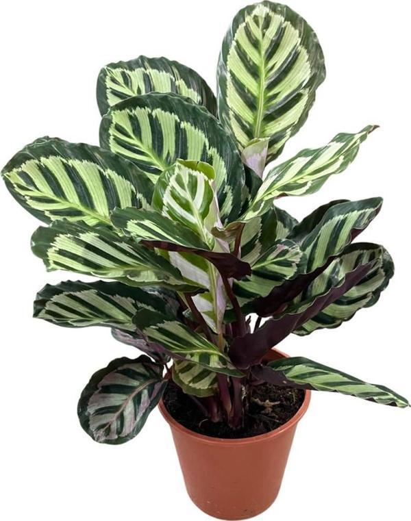 Calathea Roseopicta (Dua Çiçeği) - Image 1