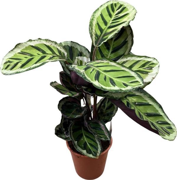 Calathea Roseopicta 'Angela' (Dua Çiçeği) - Image 1
