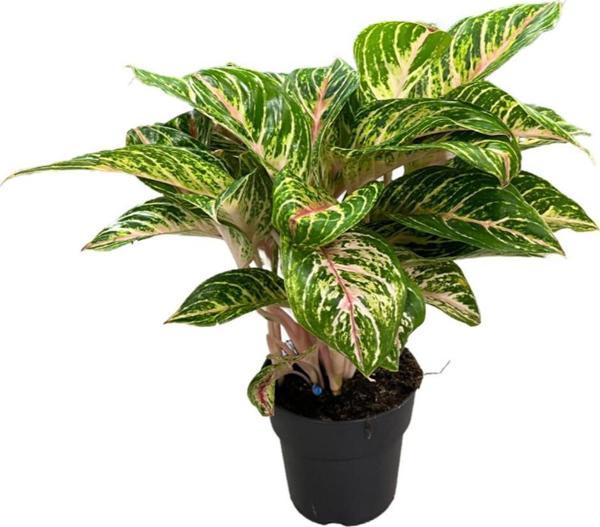 Aglaonema 'Cocomelon' (Çin Herdemyeşili) - Image 1