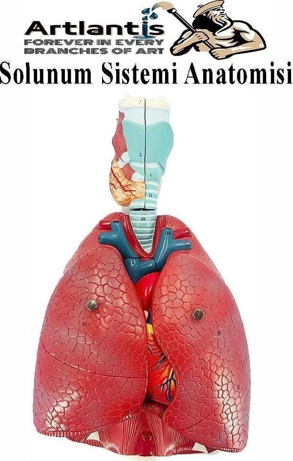 Solunum Sistemi Modeli 1 Adet 38x25 cm Akciğer Maketi Larinks ve Tiroid Modeli Anatomik Deney Bilim Tıbbi Model - Image 1