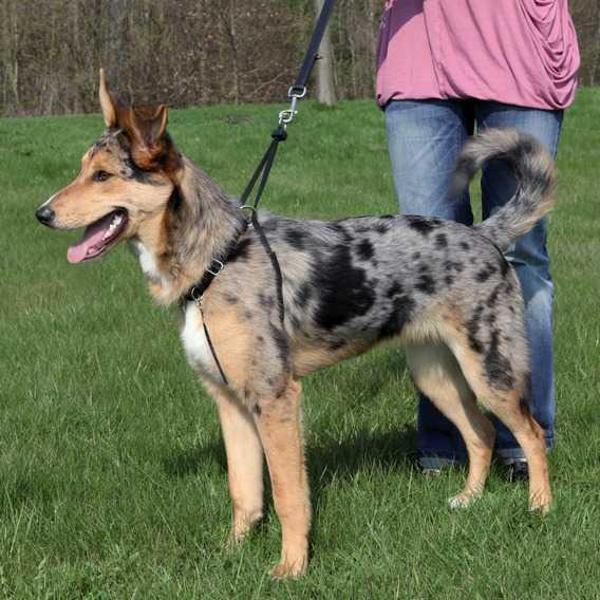 Trixie Köpek Yürüme Eğitim Tasması Small 27–36 Cm - Image 1