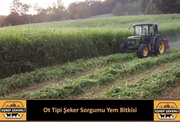 Eşref Şekerli Ot Tipi Şeker Sorgumu Tohumu 5 Kg - Image 1