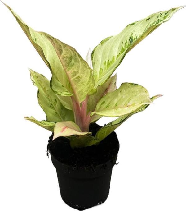 Aglaonema 'Chartreuse Pretty' - Image 1