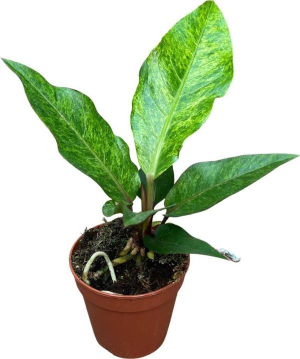 Anthurium Hookeri 'Variegata' - Image 1