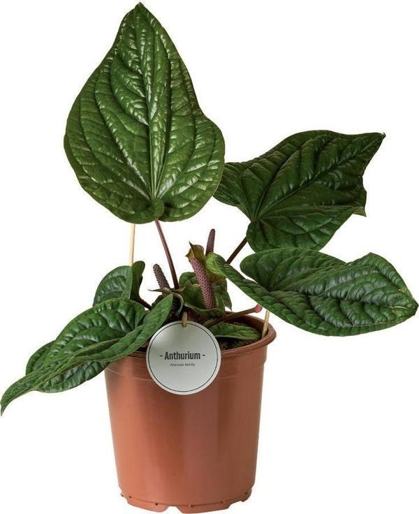 Anthurium Luxurians X Radicans - Image 1