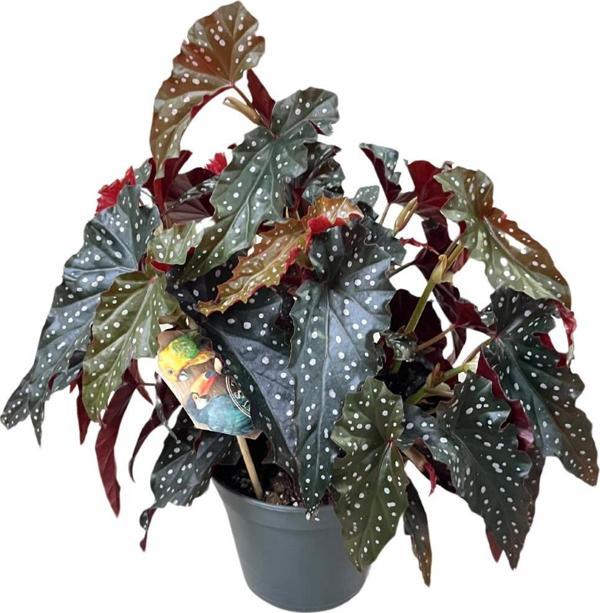Begonia Maculata 'Black Forest' (Begonya Çiçeği) - Image 1