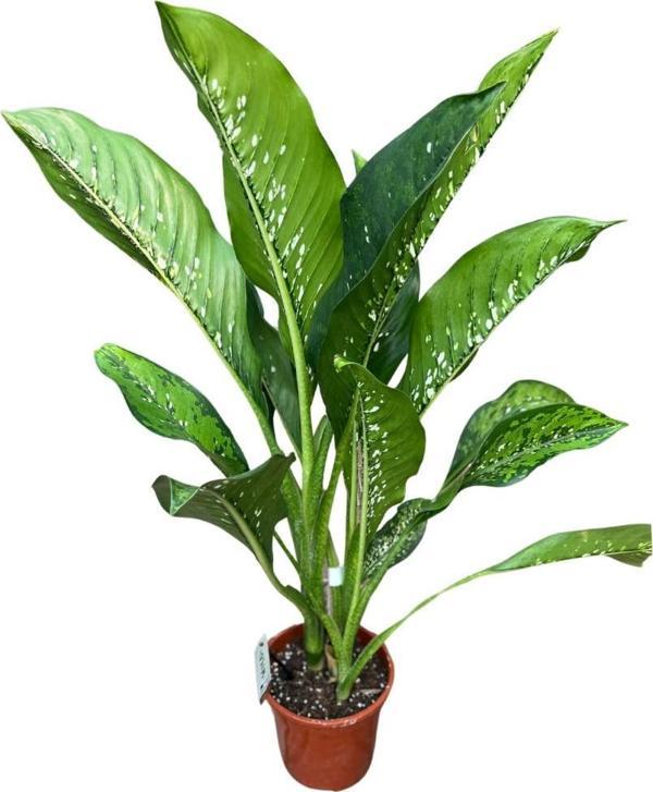 Dieffenbachia 'Crocodile' (Difenbahya Çiçeği) - Image 1