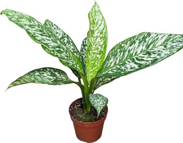 Dieffenbachia 'White Etna' (Difenbahya Çiçeği) - Image 1