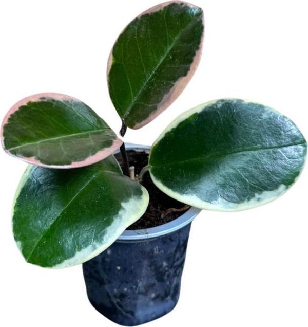 Hoya Australis 'Blondie' (Mum Çiçeği) - Image 1