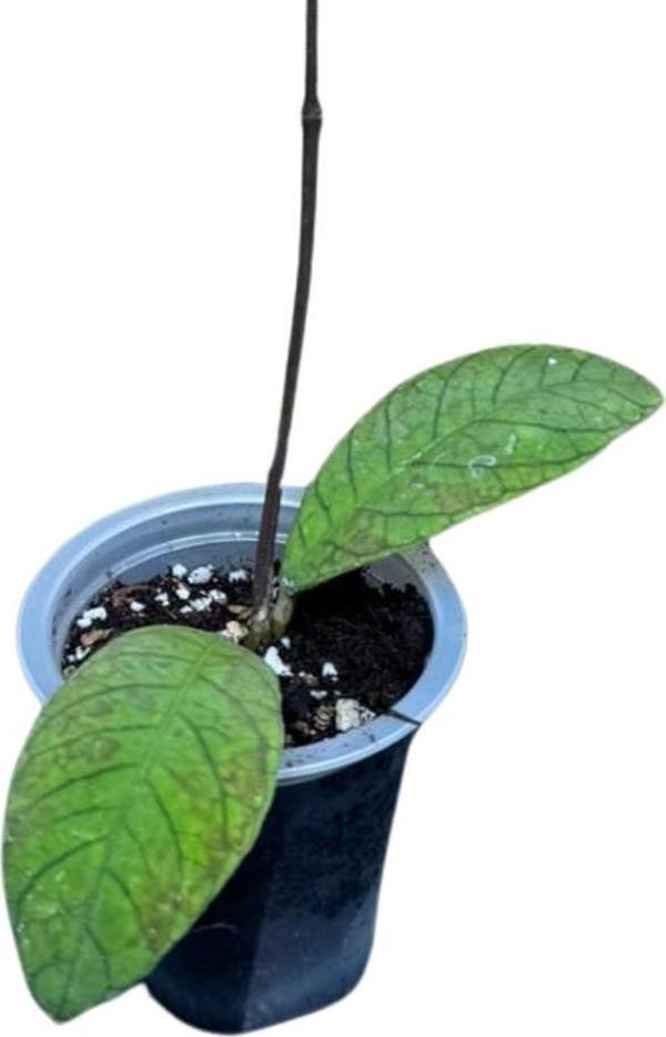 Hoya Sabah (Mum Çiçeği) - Image 1
