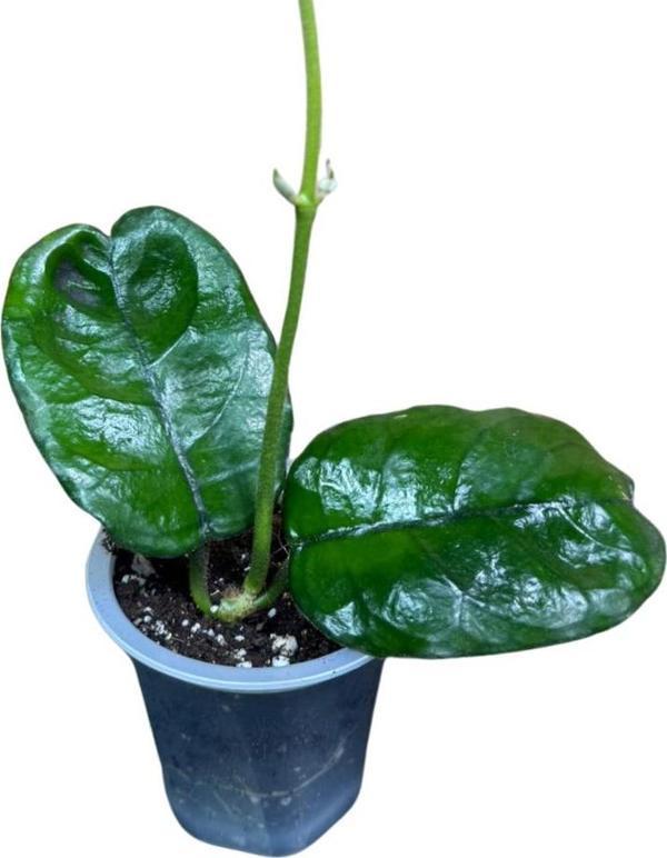 Hoya Villosa (Mum Çiçeği) - Image 1